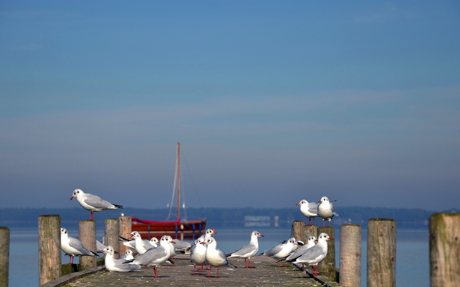 Möwen auf dem Bootssteg