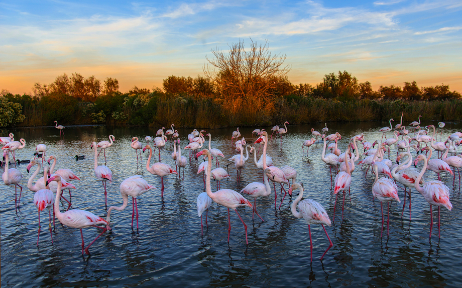 rosa Flamingos in der Camargue