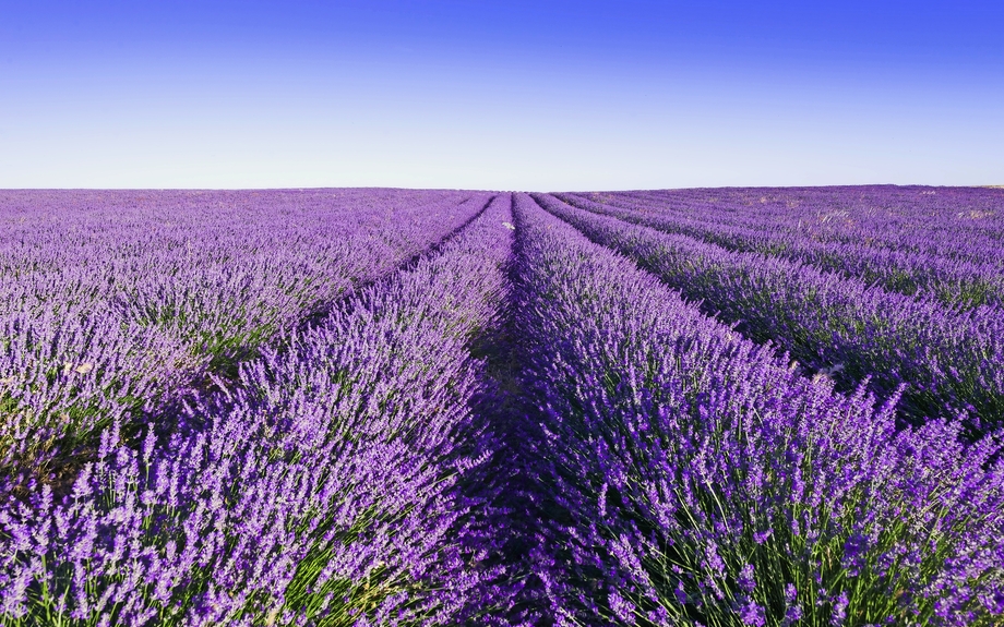 Provence, Lavendelfeld am Tag. Frankreich