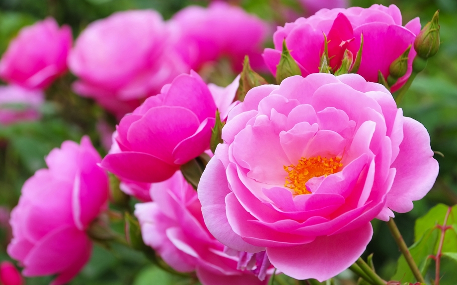 Rosenbogenglocken 01