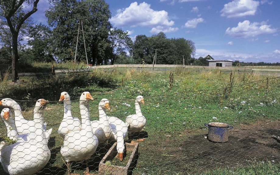 Gänse - Masuren