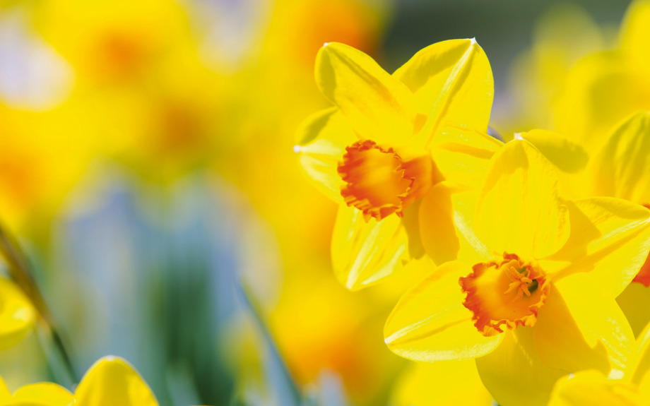 osterblumen, narzissen