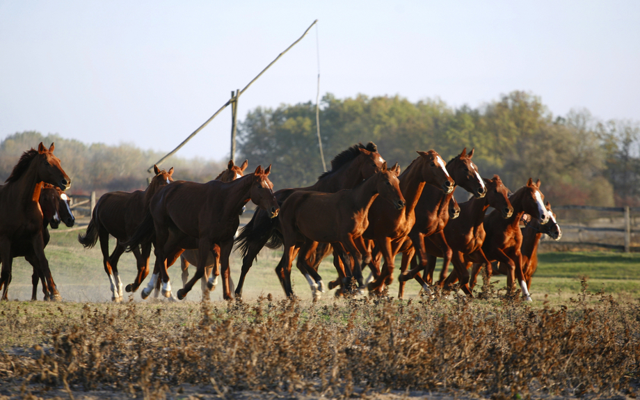 galoppierende Herde in der Puszta