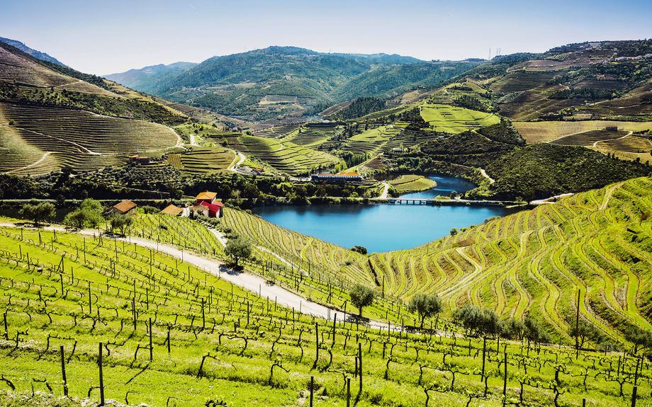 Weinberge im Tal des Flusses Douro