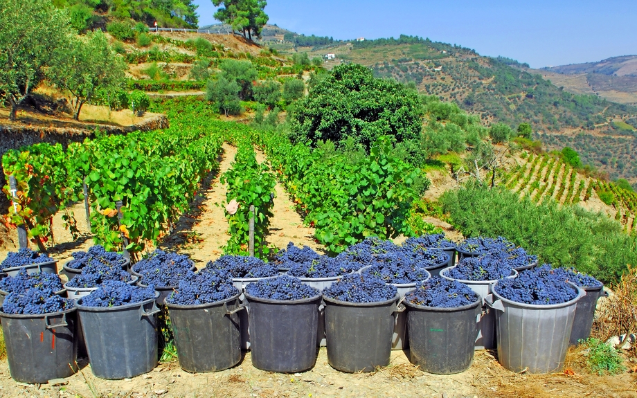 Portugal, Douro-Tal, Pinhao: Weinlese