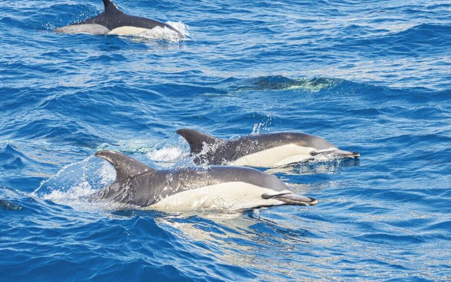 Delfine im Meer