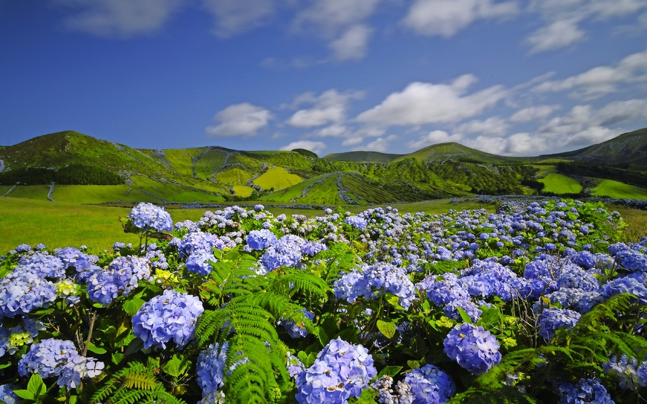 Wildes Hortensienfeld, Azoren