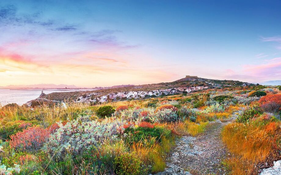 mediterrane Vegetation auf Sardinien
