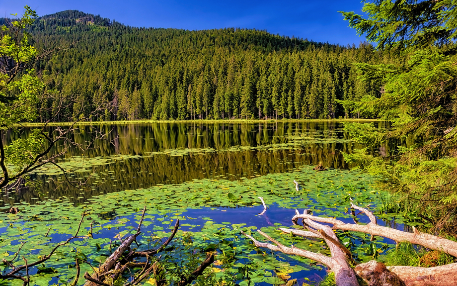 Großer Arbersee im Bayerischen Wald
