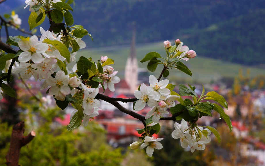 Apfelblüte in Südtirol
