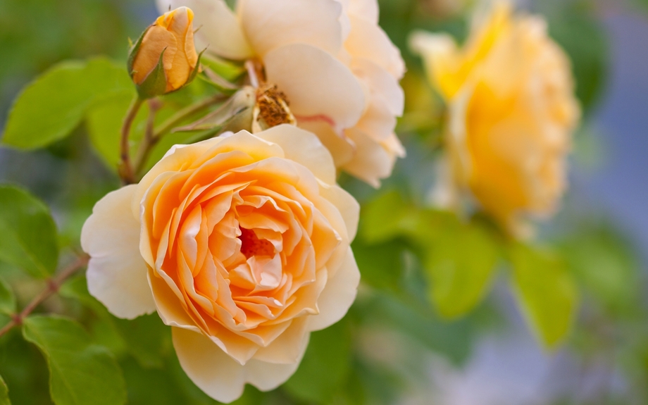 gelbe romantische Rosen