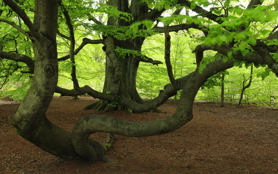 Alte Buchen 