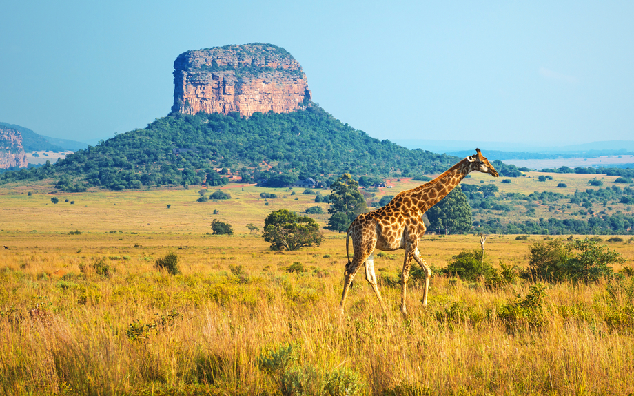 Giraffe im Kruger National Park