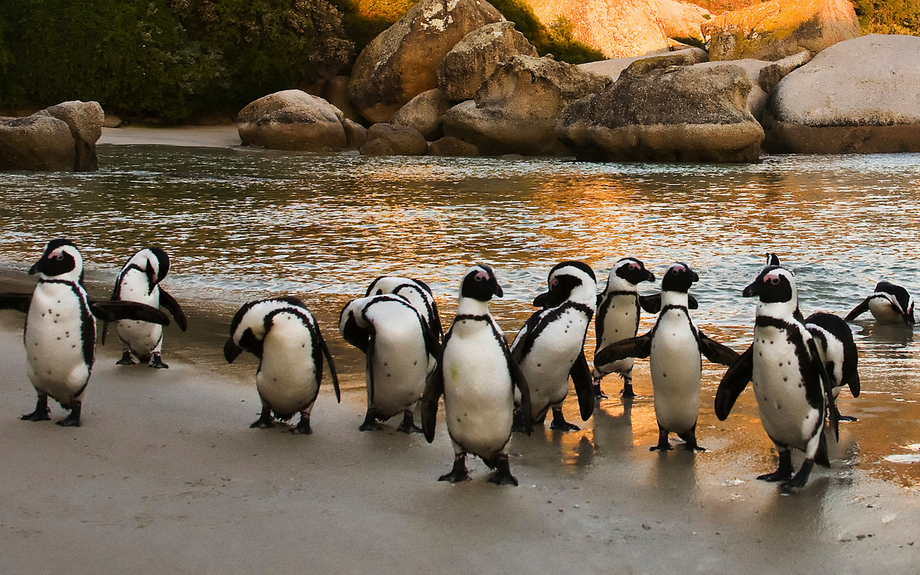 Afrikanische Pinguine am Boulders Beach
