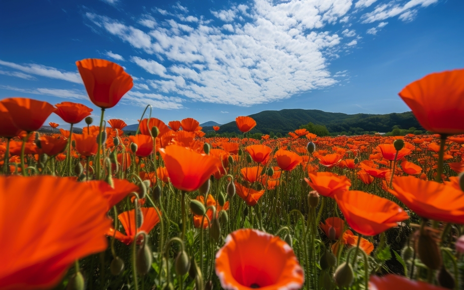 Weitwinkelaufnahme eines Meeres aus einjährigen Mohnblumen