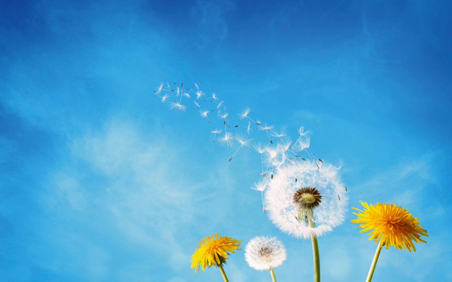 Löwenzahnborduhr Samen Dispergieren