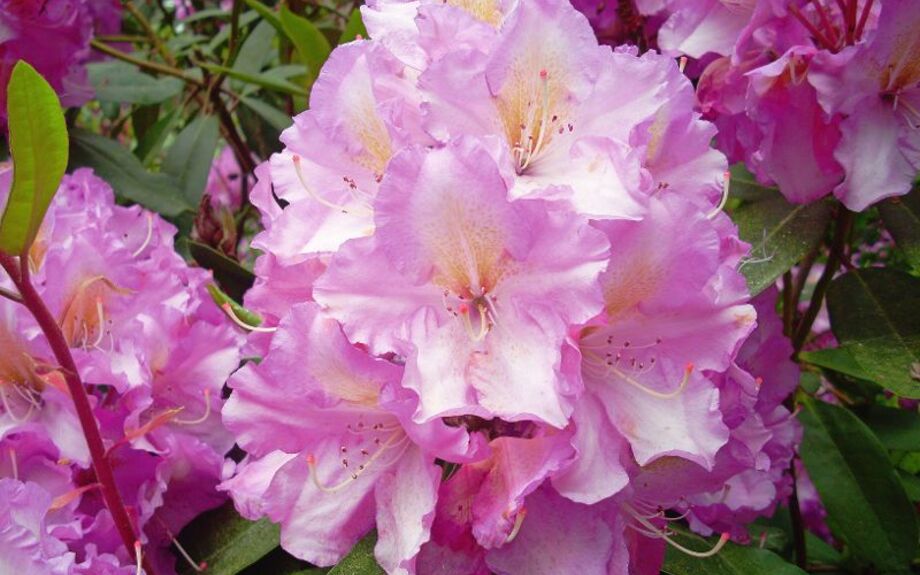 Rhododendron