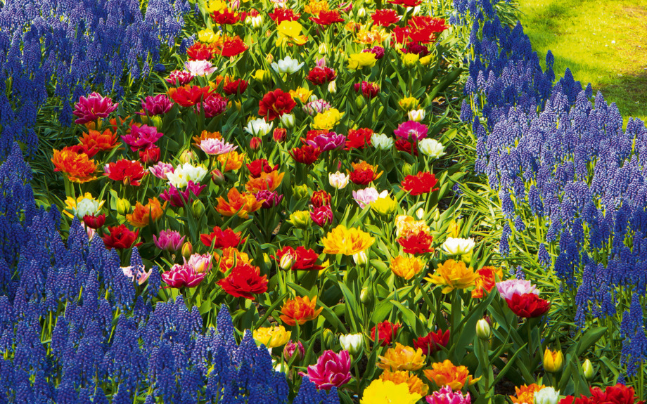 Tulpen im Keukenhof Park