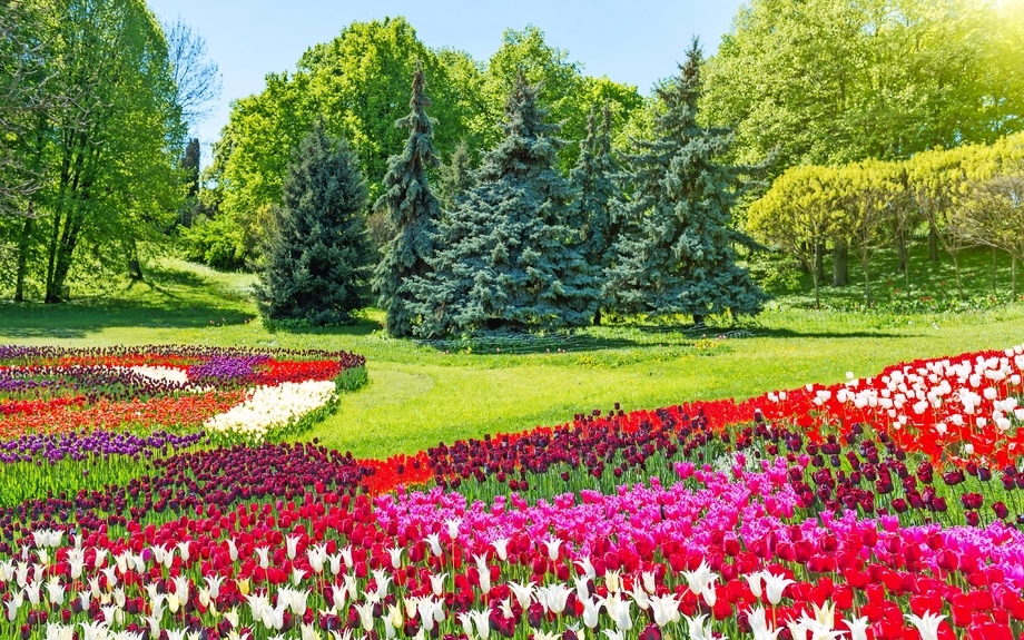 Im Bereich der Tulpen im Park