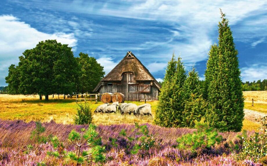 Heidschnucken mit Schafstall, HDR