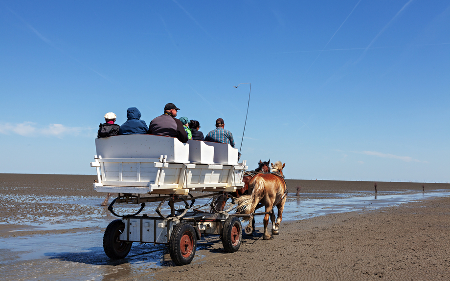 Kutschfahrt durchs Cuxhavener Watt