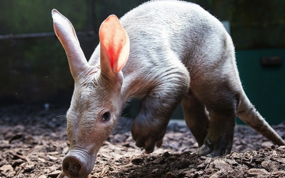 Burgers Zoo - Erdferkel