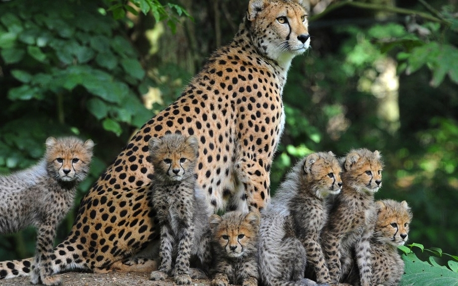 Burgers Zoo - Geparden
