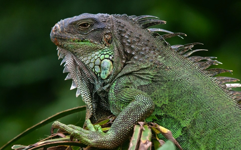 Burgers Zoo - Grüner Leguan