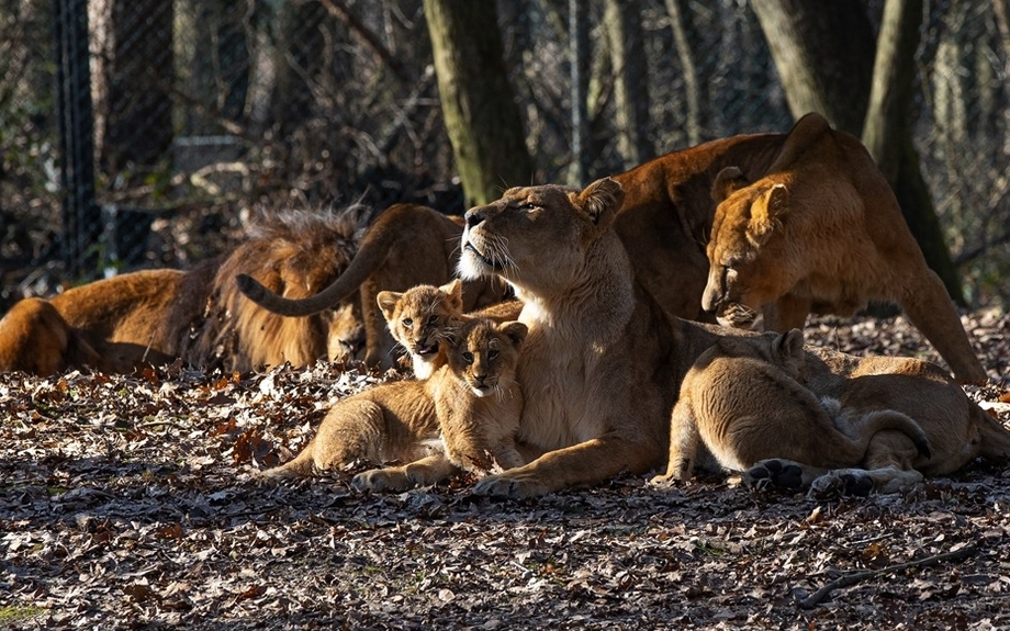 Burgers Zoo - Löwen