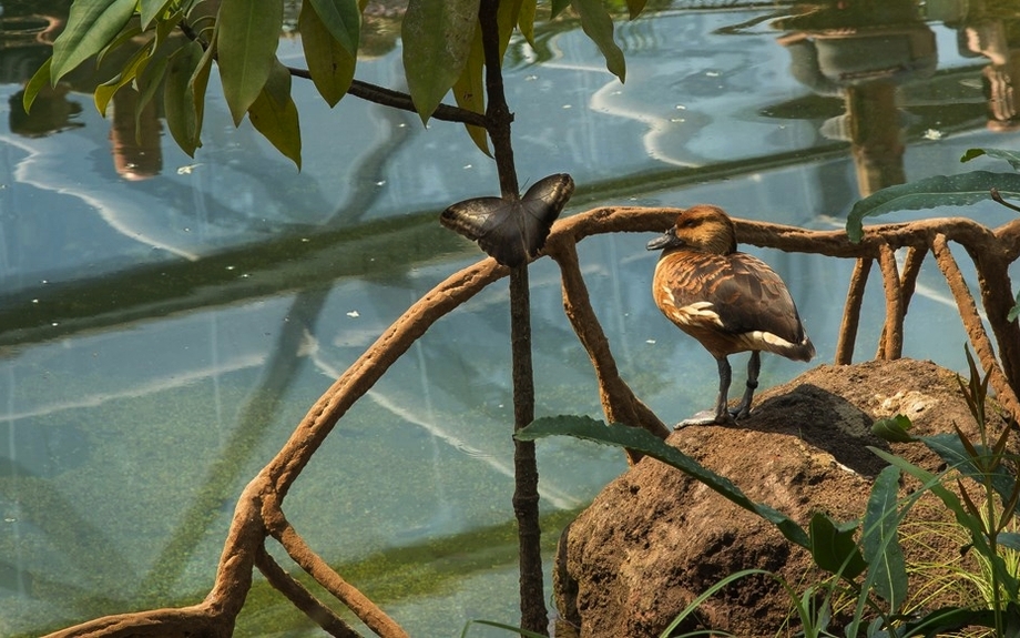 Burgers Zoo - Mangroven