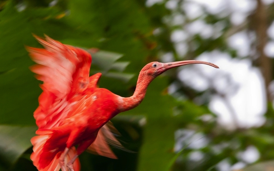 Burgers Zoo - -Roter Ibis