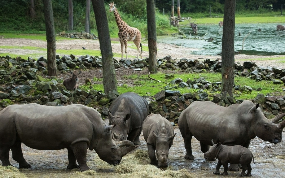 Burgers Zoo - Safari