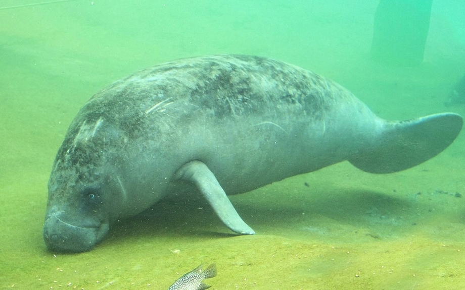 Burgers Zoo - Seekuh