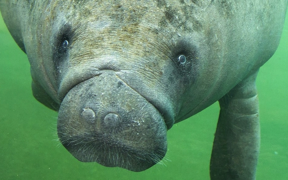 Burgers Zoo - Seekuh