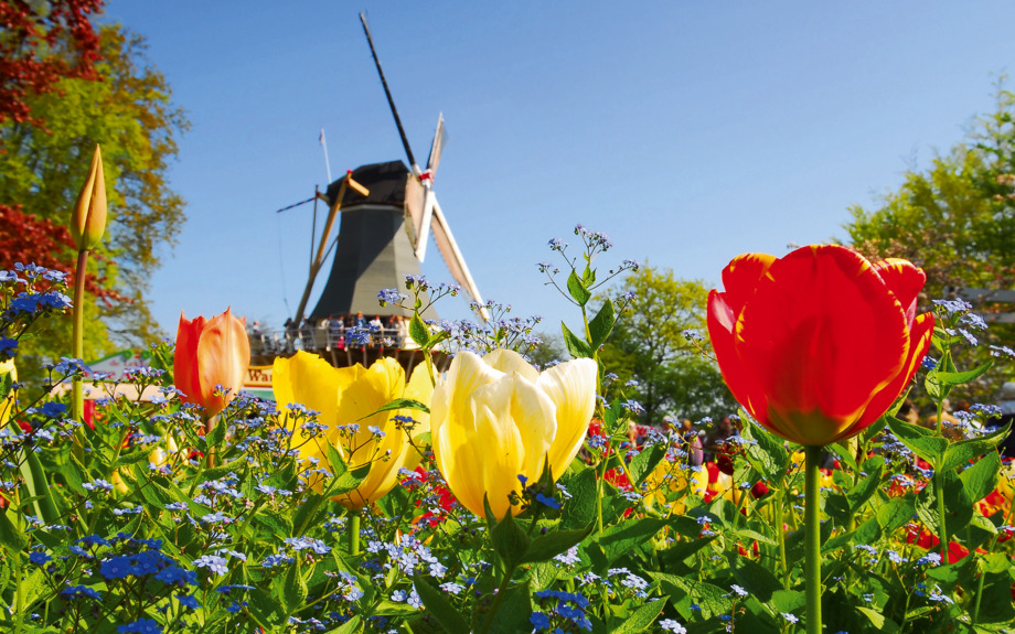 typisch holländischen: Mühle und Tulpen in Keukenhof Holland